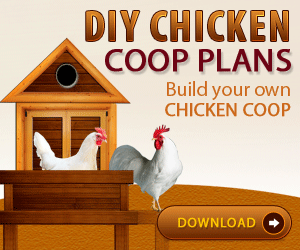 Building Chicken Coops Guide