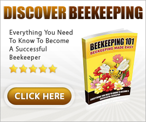 A Beginner Beekeepers Guide