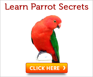 Stop Your Parrot From Biting And More